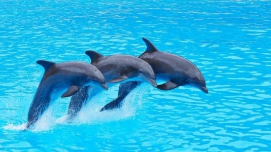 dolphin-show